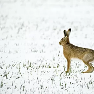 Brown Hare in snow - Oxon - UK - February
