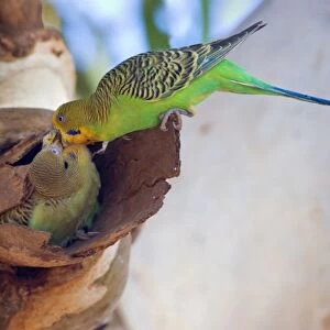 Budgerigar - adult feeds its almost fledged young which sits in a hollow branch of an eucalypt tree - Western Australia, Australia