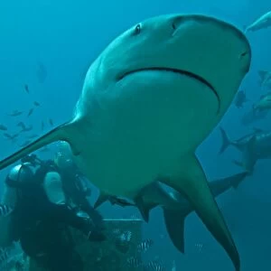 Bull Shark - diver in background - Fiji