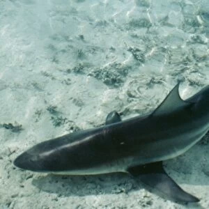 Bull Shark Walkers Cay, Bahamas