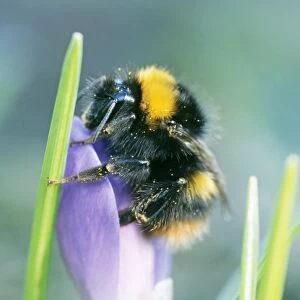 Bumblebee - on Crocus flower