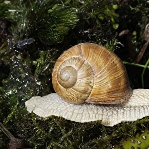 Burgundy Snail - edible snail. Alsace - France