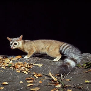 Cacomistle / RIng-tailed Cat