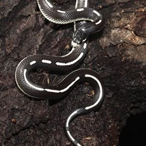 California Kingsnake (aberrant phase) - controlled conditions - USA