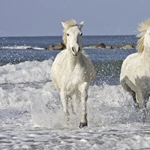 Camargue Horses - running along the beach - Saintes Maries de la Mer - Bouches du Rhone - France