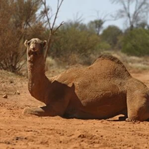 Camel Sitting down Newhaven Bird Sanctuary, Nthn Territory, Australia