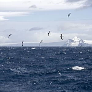 Cape Petrel / Cape Pigeon - In flight over Antarctic sea with South Shetland in the background - October - Antarctic
