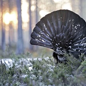 Capercaillie - male displaying - back view showing tail. Kuhmo - Finland
