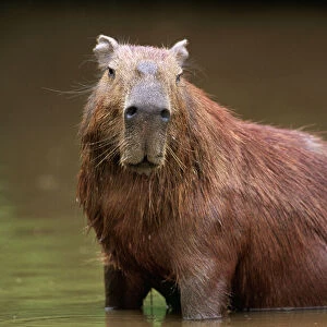 Capybara FG 9571 Adult male cooling down, South America Venezuela Hydrochaeris Hydrochaeris © Francois Gohier / ARDEA LONDON