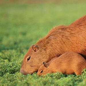 Capybara FG 9581 Mother & Baby grazing, Venezuela. Hydrochaeris hydrochaeris © Francois Gohier / ARDEA LONDON