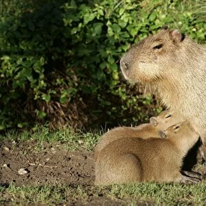 Capybara - mother with two babies suckling