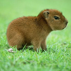 Capybara WAT 5887 Young Hydrochaeris © M. Watson / ARDEA LONDON