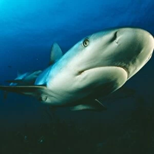 Caribbean Reef Shark Being filmed by diver (Ron Taylor)