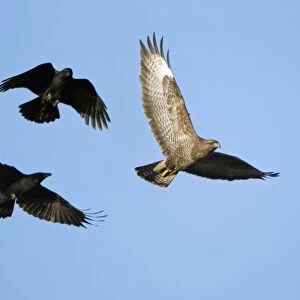 Carrion Crows mobbing Buzzard (Buteo buteo) - aerial attack, Lower Saxony, Germany