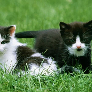 Cat 2 Domestic kittens in garden