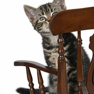 CAT. 7 weeks old tabby kitten, sitting in a mini chair, , cute, studio, white background