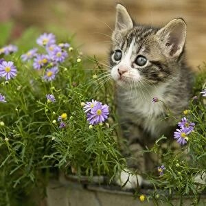 Cat - 8 week old kitten amongst flowers
