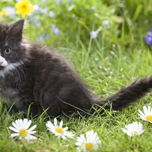 Cat - 8 week old Norwegian Forest kitten with flowers