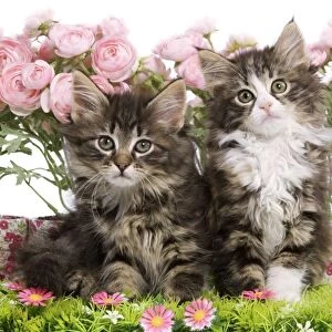 Cat - two 8 week old Norwegian Forest kittens in studio with flowers