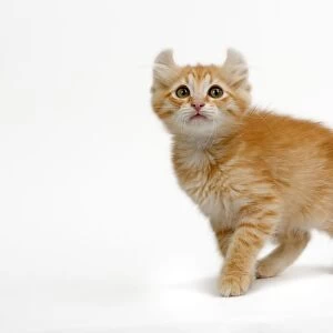 Cat - American Curl red tabby kitten in studio