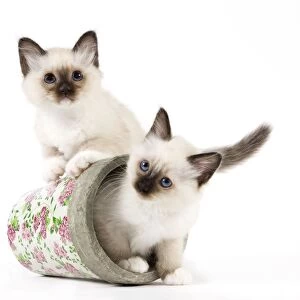 Cat - Birman kittens - in flowerpot