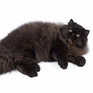 Cat - Black Persian - lying down