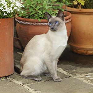 CAT. Blue point siamese cat sitting in front of a flower pot