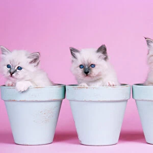 Cat - Blue Tabby, Seal Tabby & Blue Birman Kittens in flowerpots