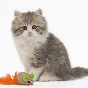 Cat - British longhair - 8 week old kitten with toy mouse