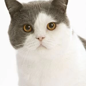 Cat - British shorthair bicolor white and blue in studio