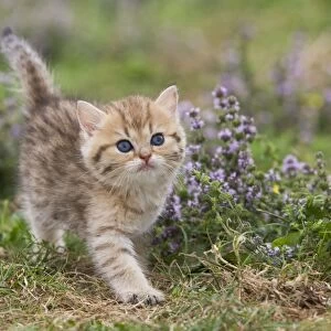 Cat - British Shorthair kitten - 6 weeks old