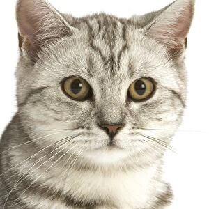 Cat - British shorthair kitten - black silver tabby