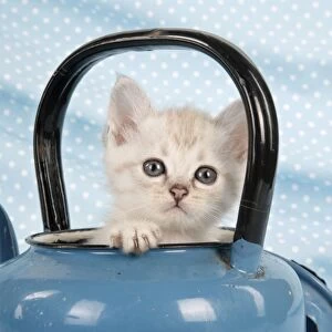 Cat - Cream Asian kitten in teapot
