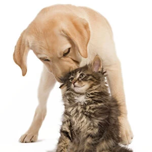 Cat & Dog - Labrador puppy kissing Norwegian Forest Cat kitten on head. In studio
