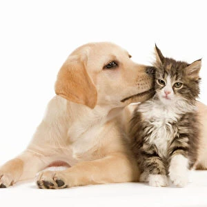 Cat & Dog - Labrador puppy kissing Norwegian Forest Cat kitten in studio
