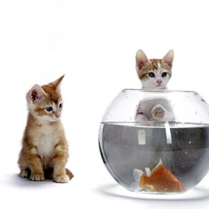 Cat - European Ginger Cat - Kittens watching Goldfish in bowl