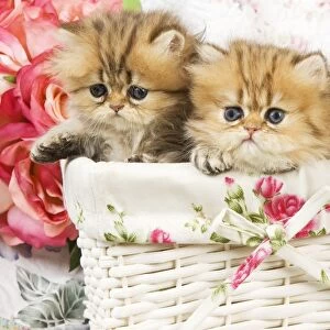 Cat - three Golden shaded Persian kittens