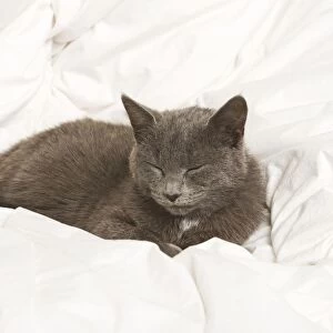Cat - grey cat asleep