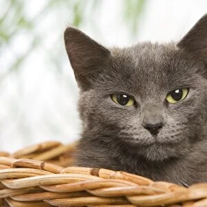 Cat - grey cat in basket