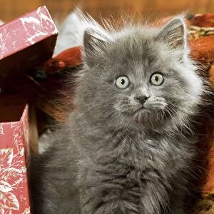 Cat - grey kitten