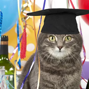 Cat ~ Grey Tabby wearing Graduation Cap with party decorations