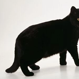 Cat JD 14723 British shorthair black Cat © John Daniels / ARDEA LONDON