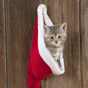 CAT - Kitten (6 weeks) in christmas hat