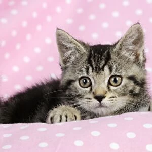 Cat. Kitten (7 weeks old) on pink background