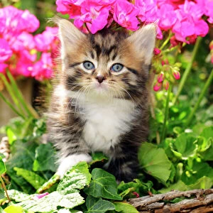 Cat. Kitten (7 weeks old) sitting amongst pink plants
