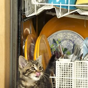 Cat Kitten in dishwasher
