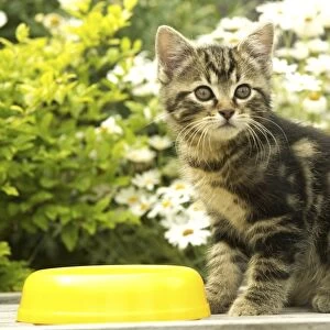 Cat Kitten, eating in garden