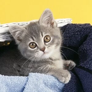 Cat Kitten in laundry basket