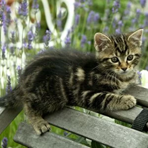 Cat Kitten lying on chair in garden