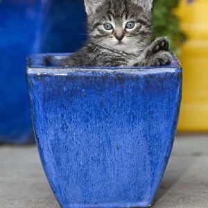 Cat - kitten playing in plant pot - oudoors - Lower Saxony - Germany